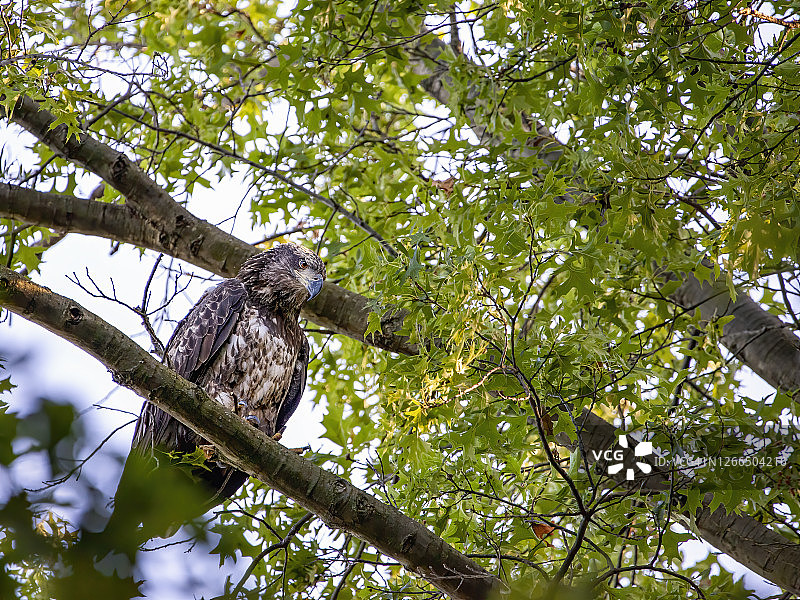 少年秃鹰图片素材