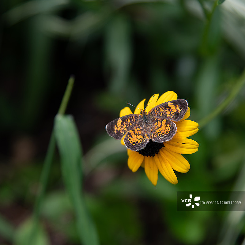 银斑蛱蝶图片素材