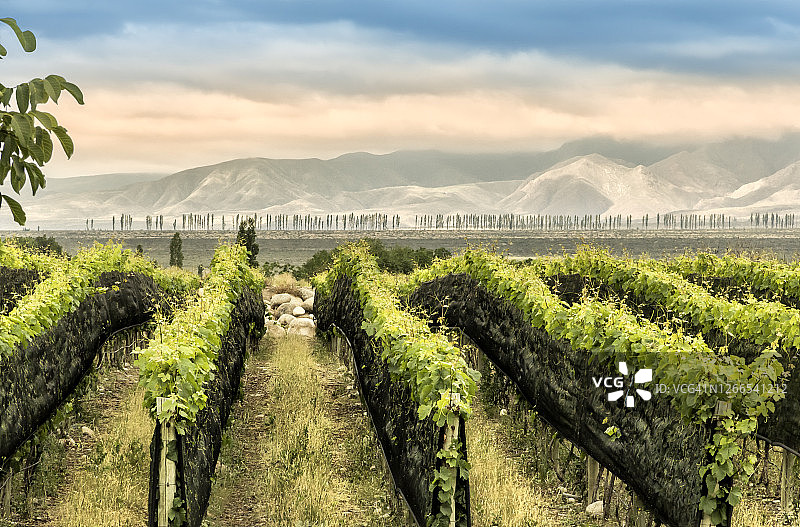 阿根廷门多萨葡萄酒产区图蓬加托的葡萄园图片素材