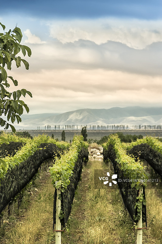 阿根廷门多萨葡萄酒产区图蓬加托的葡萄园图片素材