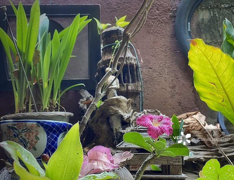 粉色沙漠玫瑰花图片素材