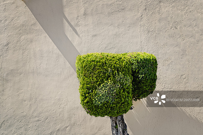 奇异的修剪树图片素材