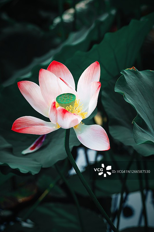 盛开的荷花图片素材