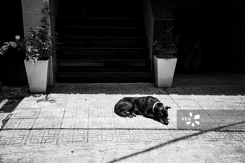 悲伤的狗躺在人行道上，新冠病毒，黑白照片图片素材