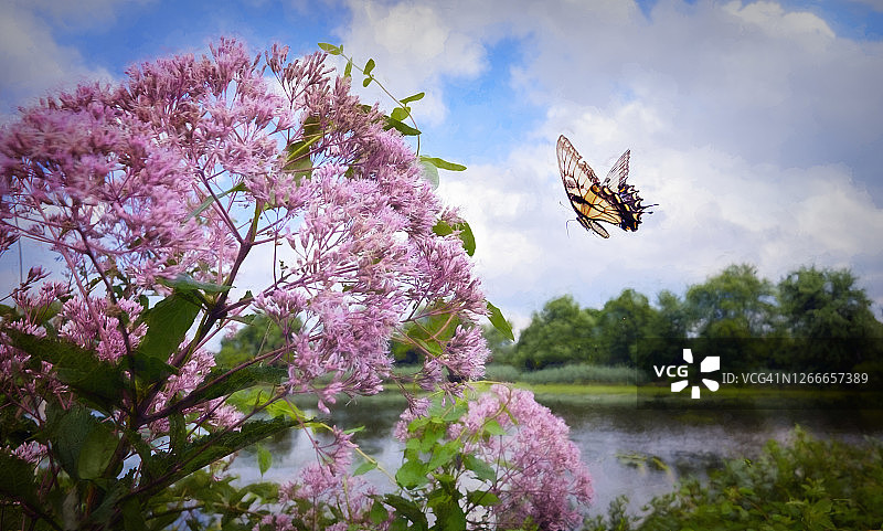 宾夕法尼亚州美丽的风景池塘，蓝天、蝴蝶和伞形紫菀图片素材