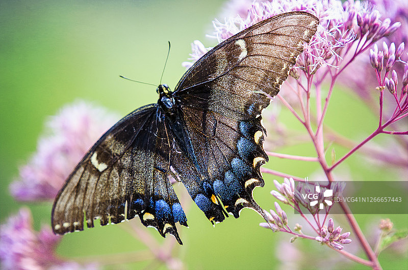 在泽兰草花上的深色燕尾蝶美丽特写图片素材