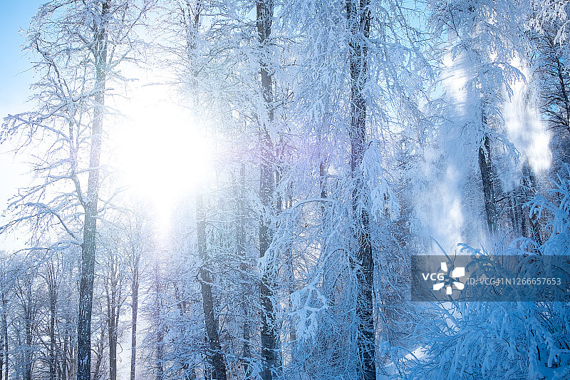 俄罗斯索契罗莎库塔滑雪胜地的冬日山景，晨光照耀着美丽的雪树图片素材