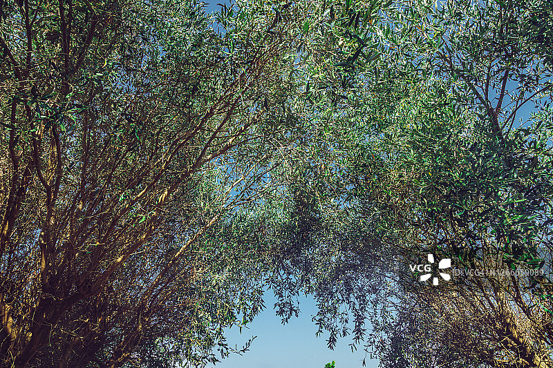 橄榄树图片素材