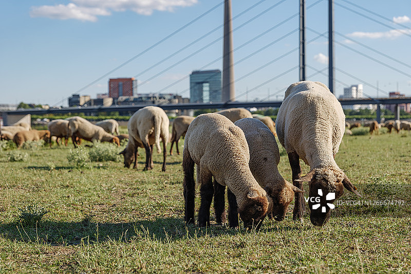 在德国杜塞尔多夫，一群绵羊在莱茵河畔吃草，背景是城市景观、莱茵塔和悬索桥图片素材