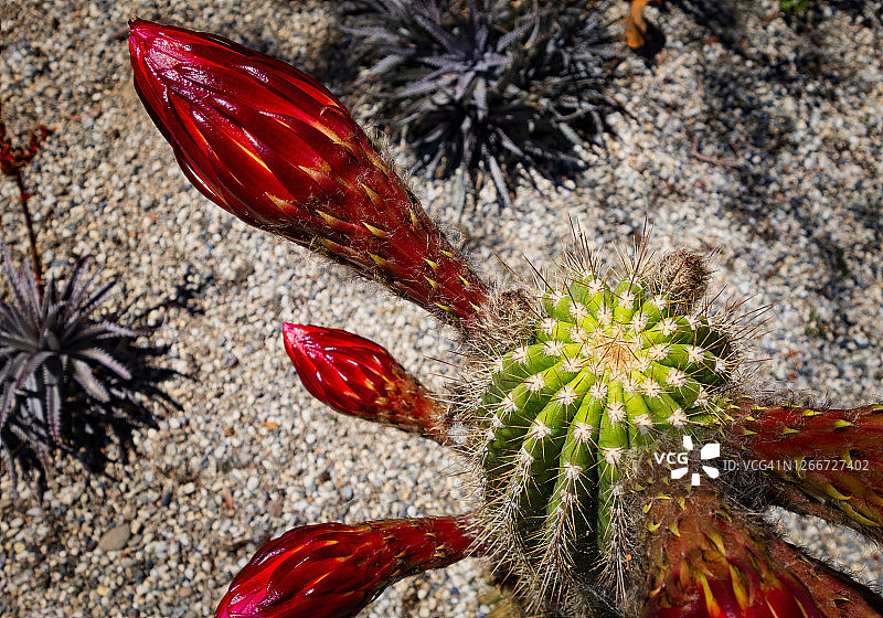 盛开的仙人掌，刺猬仙人掌图片素材
