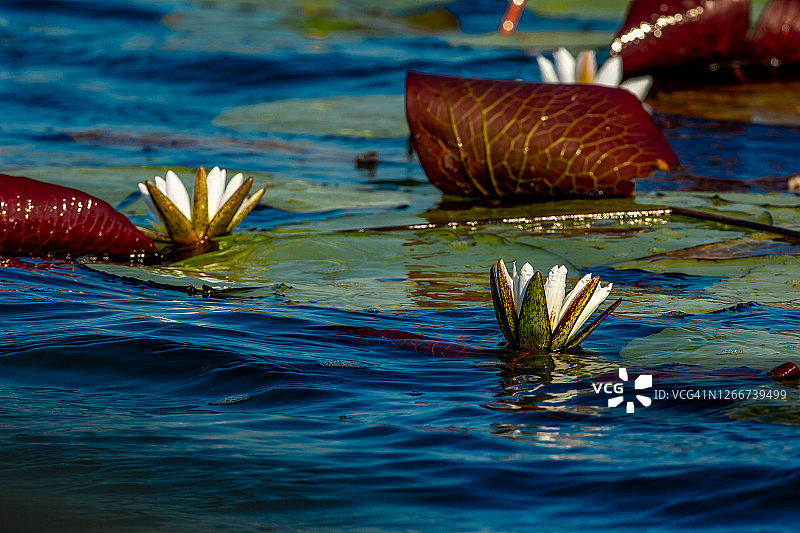 博茨瓦纳奥卡万戈三角洲的睡莲特写图片素材