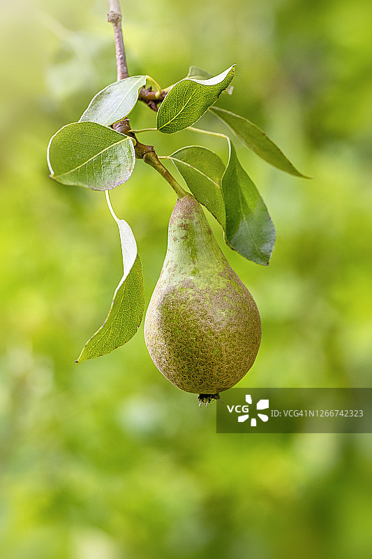挂在树枝上的单个 conference 梨特写图片素材