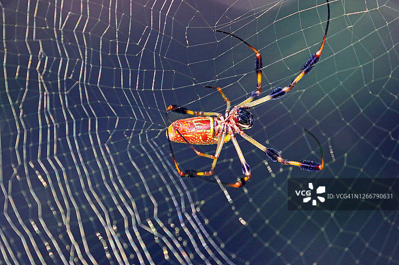 蜘蛛结网图片素材