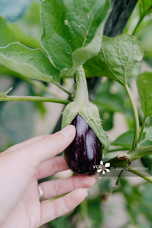 田间生长的小有机茄子图片素材