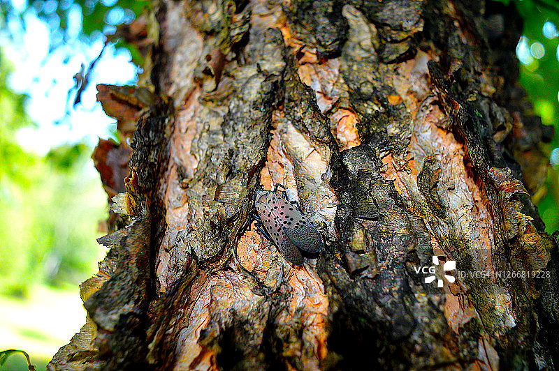 树干上的斑点灯笼图片素材
