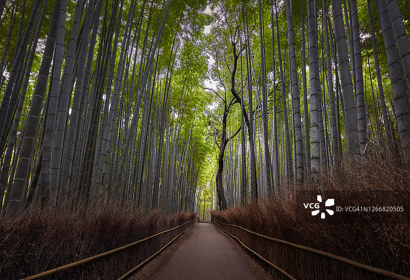日本京都岚山竹林图片素材