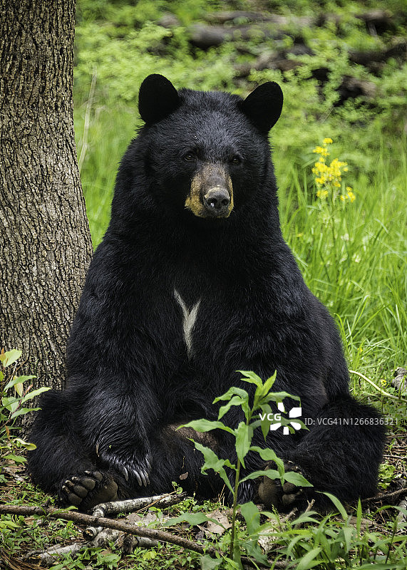 非常舒适图片素材