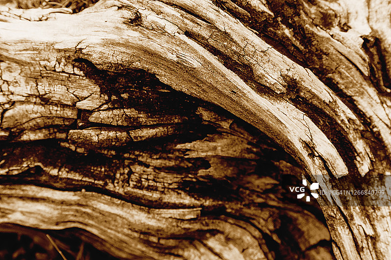 可可色调的天然木纹纹理图片素材