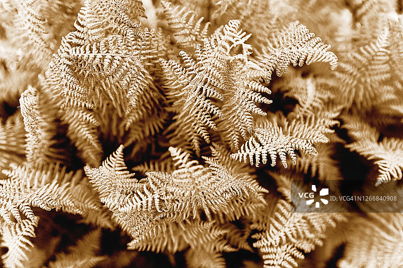 蕨类植物自然图案图片素材