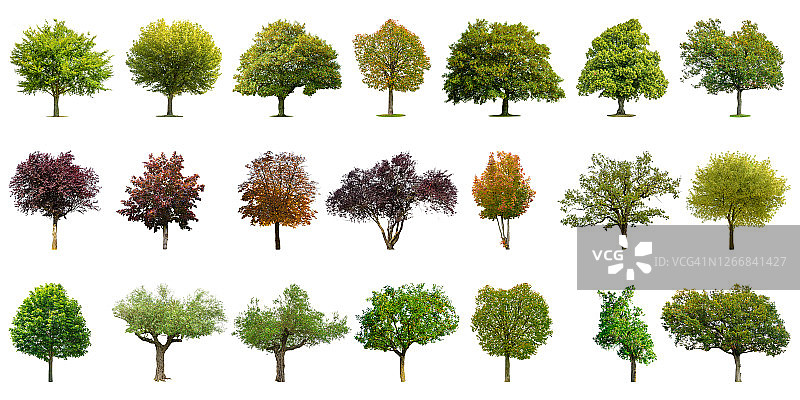 白色背景上隔离的各类树木图片素材