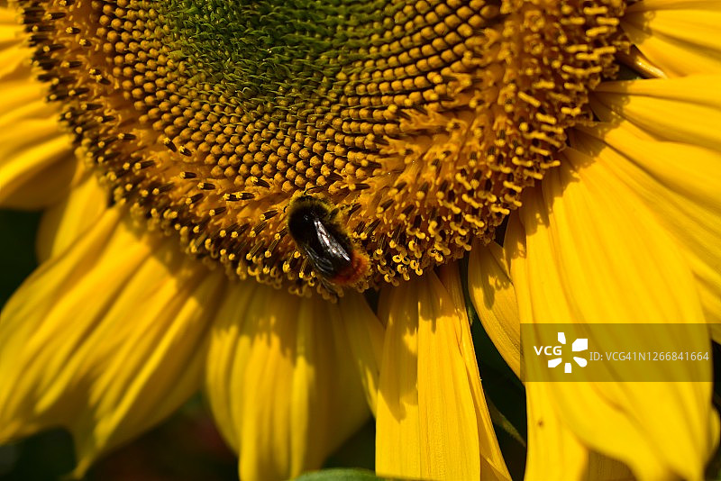 向日葵的特写图片素材