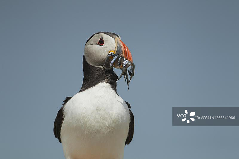 手持鱼的北极海鹦，英国诺森伯兰郡法恩群岛图片素材