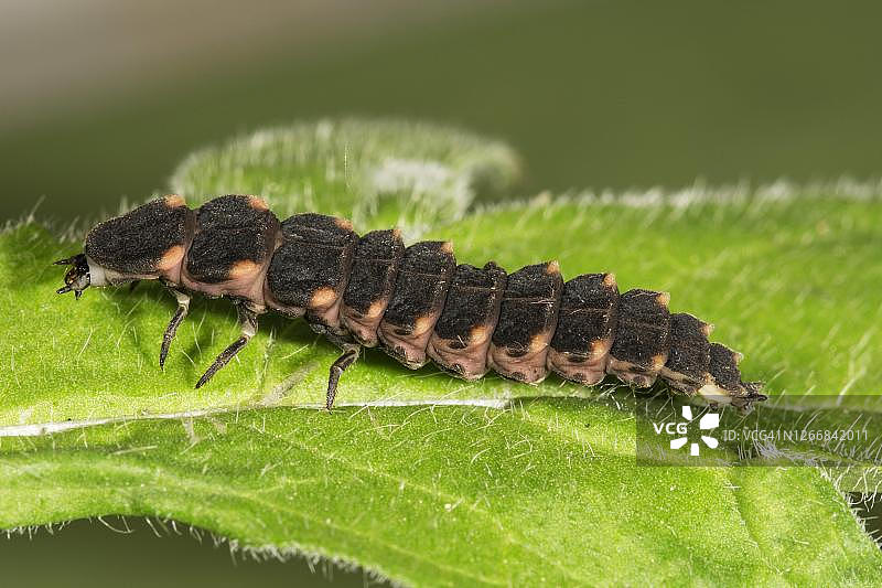 普通萤火虫（Lampyris noctiluca）雌性在一片叶子上，德国巴登-符腾堡图片素材