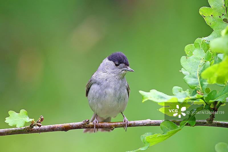 黑顶雀（学名：Sylvia atricapilla）雄性站在橡树枝上，地点：德国黑森州索尔姆斯图片素材