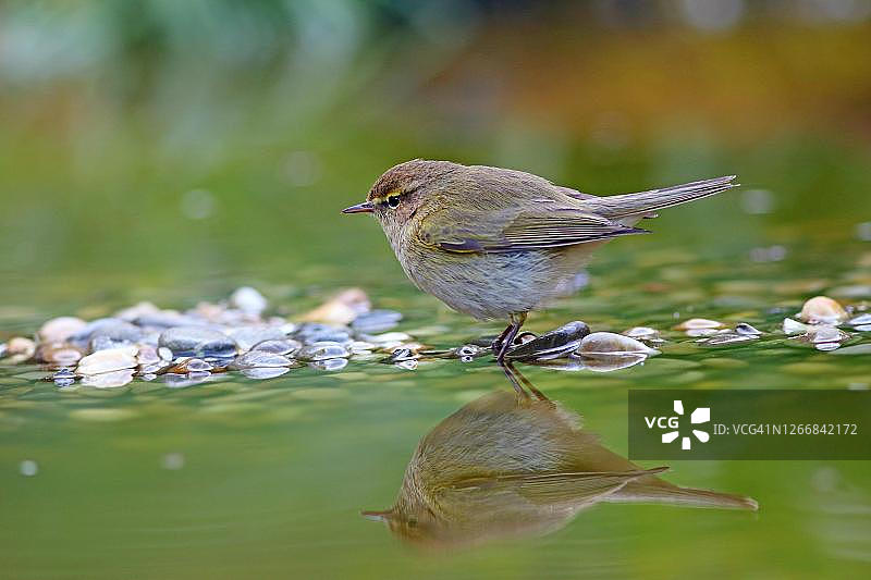 德国黑森州戴菊鸟图片素材