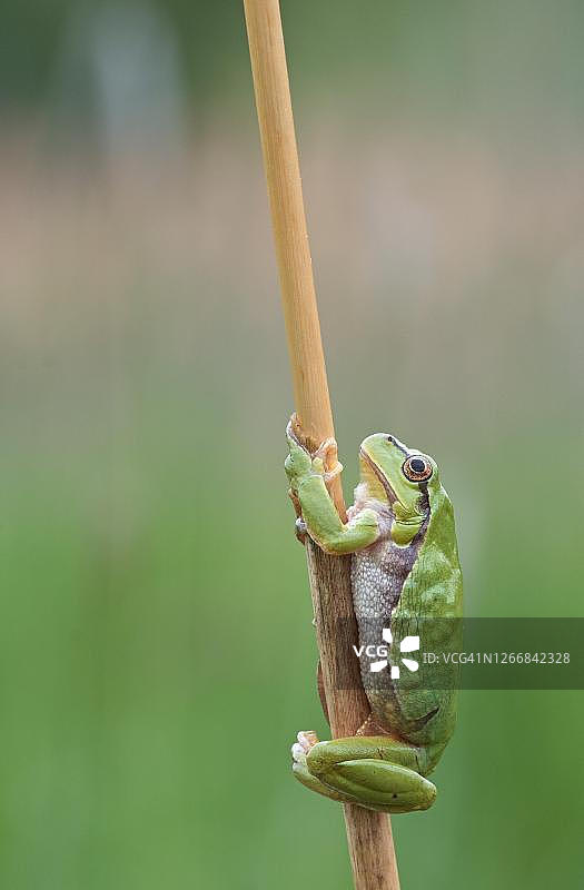栖息在芦苇上的欧洲树蛙图片素材