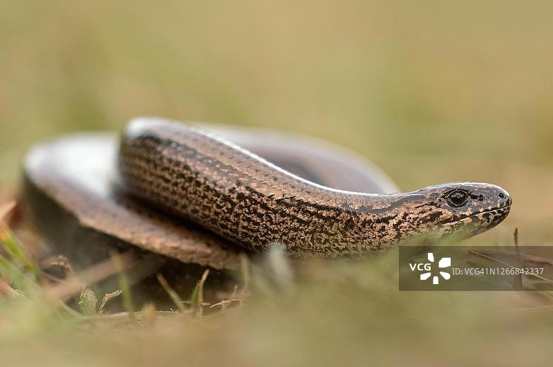 在巴伐利亚草地上蜿蜒爬行的 европейский веретеник图片素材
