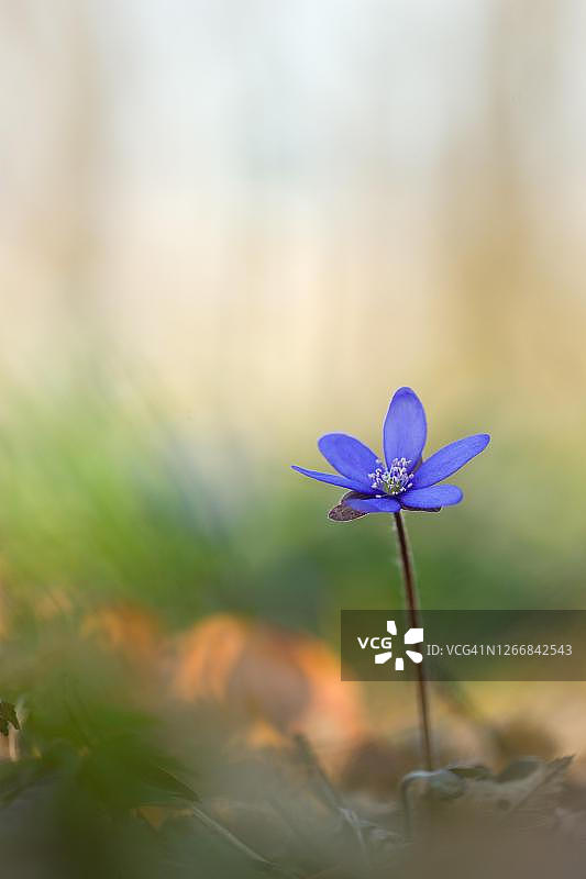 德国巴伐利亚山毛榉林中的柔弱小叶藓图片素材