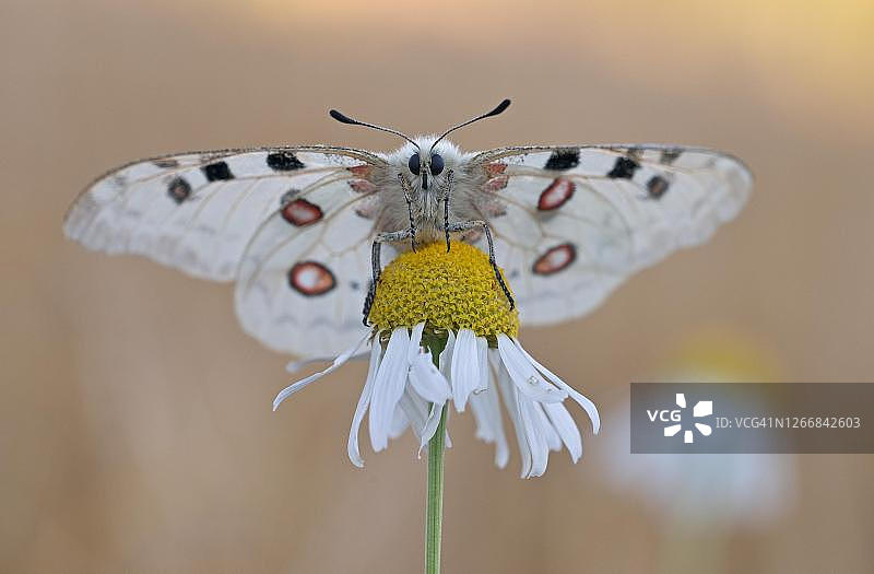 阿波罗绢蝶停留在德国母菊上图片素材