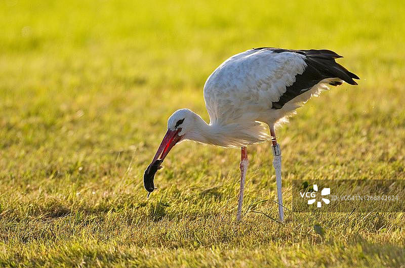 白鹳捕食欧洲鼹鼠，巴伐利亚，德国图片素材