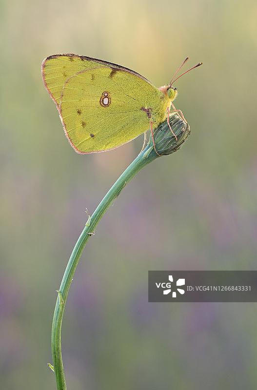 阿尔法卡里黄粉蝶停留在温暖光线下的植物上，克罗地亚伊斯特伦图片素材
