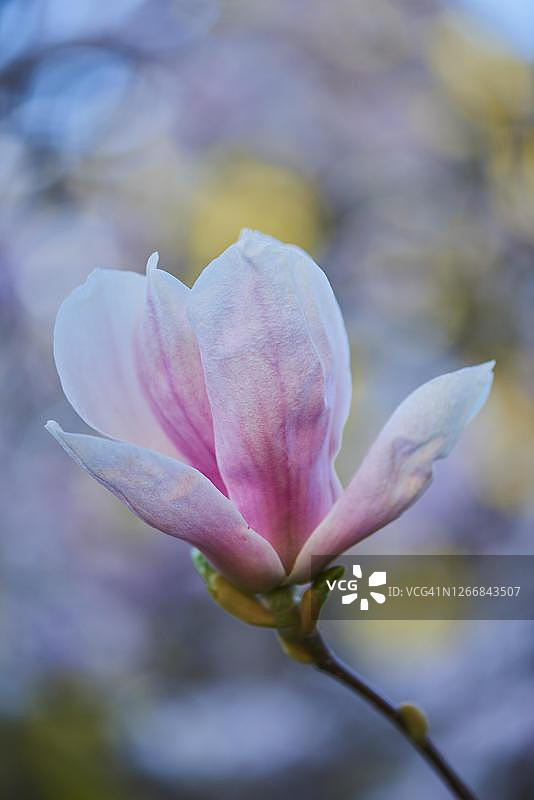 德国玉兰花图片素材