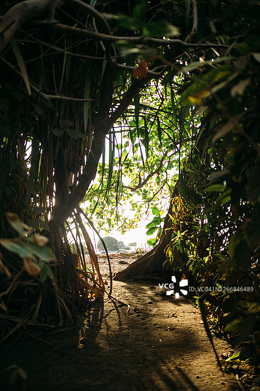 哥斯达黎加的日出漫步IV图片素材