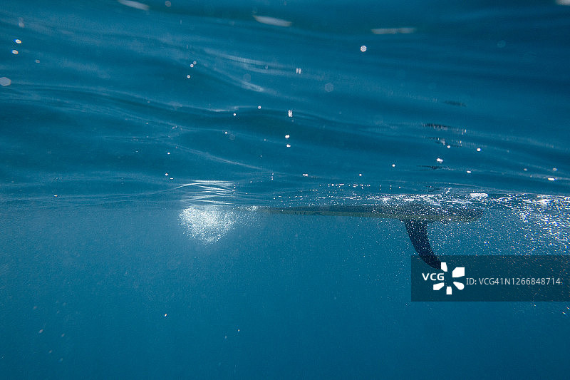 桨板冲浪板鳍的水下视角图片素材