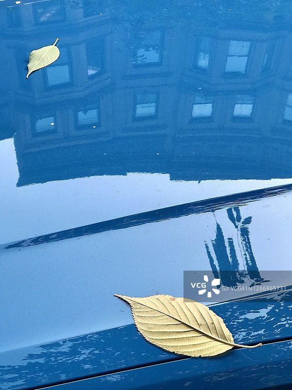 蓝色汽车上的树叶图片素材