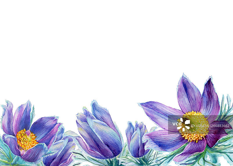 野生紫色白头翁鲜花边框（东方白头翁，草原番红花，裂叶银莲花），手绘水彩插画，白色背景图片素材