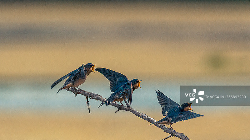 谷仓燕子疯狂觅食图片素材