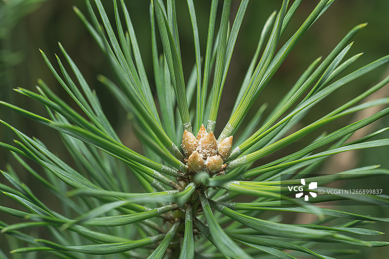 春天开花的松树，花序特写。传统医学使用松花。图片素材