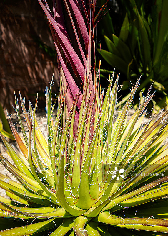 西班牙刺丝兰图片素材