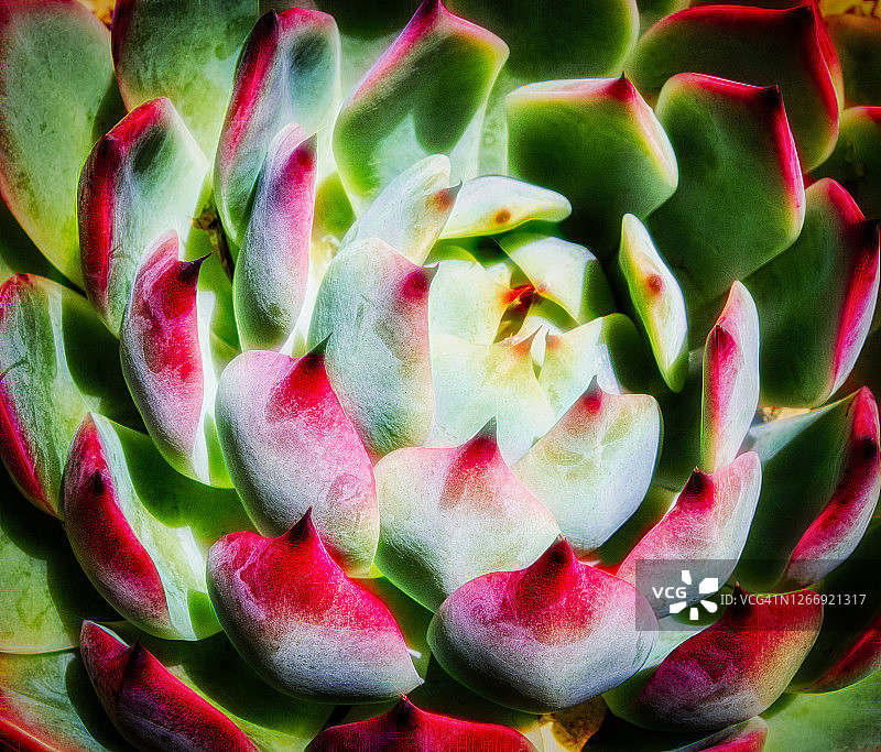 发光的仙人掌图片素材