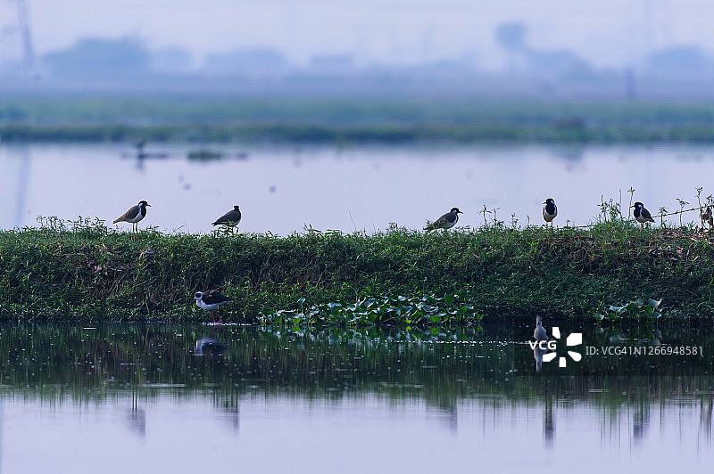 栖息在水面上的鸟儿特写镜头图片素材