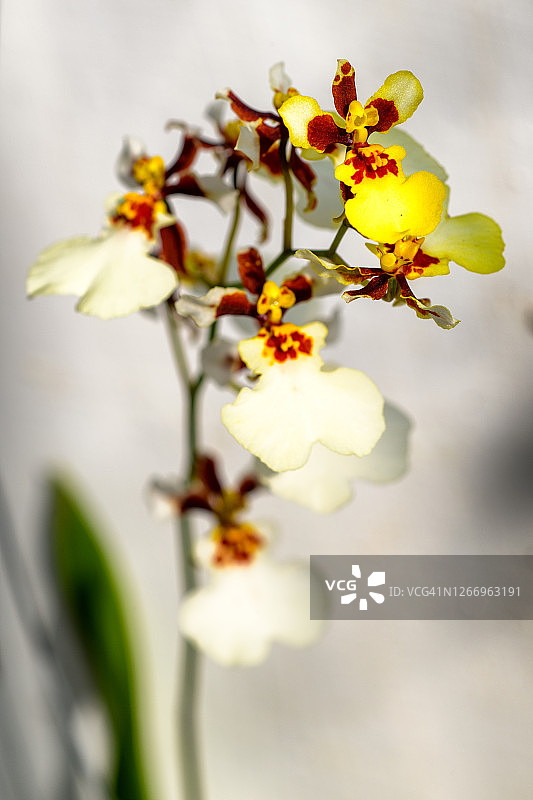 跳舞兰图片素材