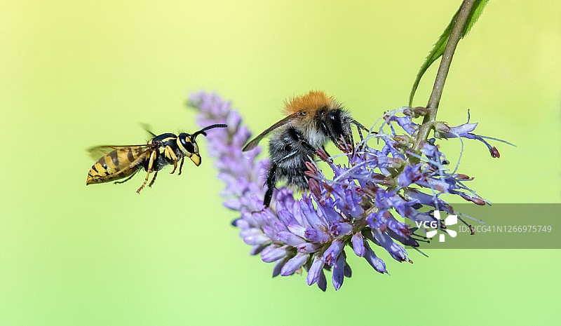 大黄蜂和黄蜂图片素材