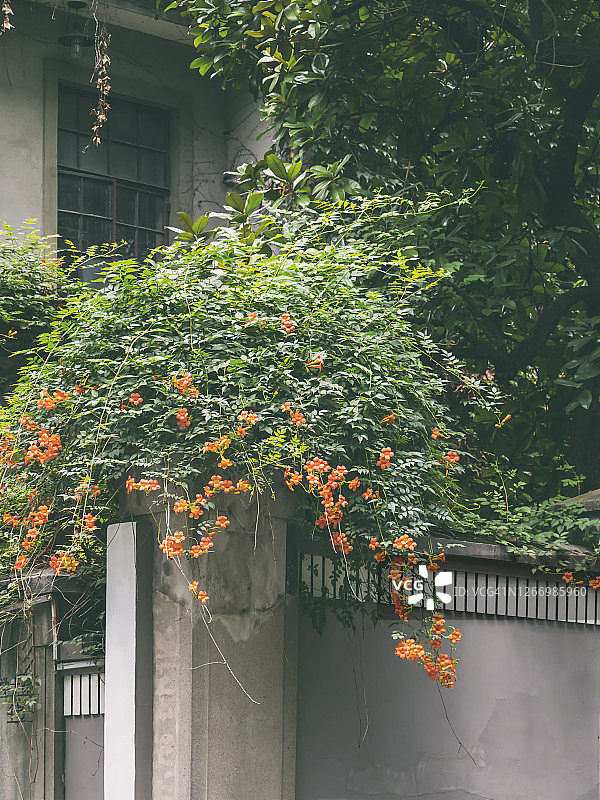 中国传统风格房屋上的凌霄花图片素材