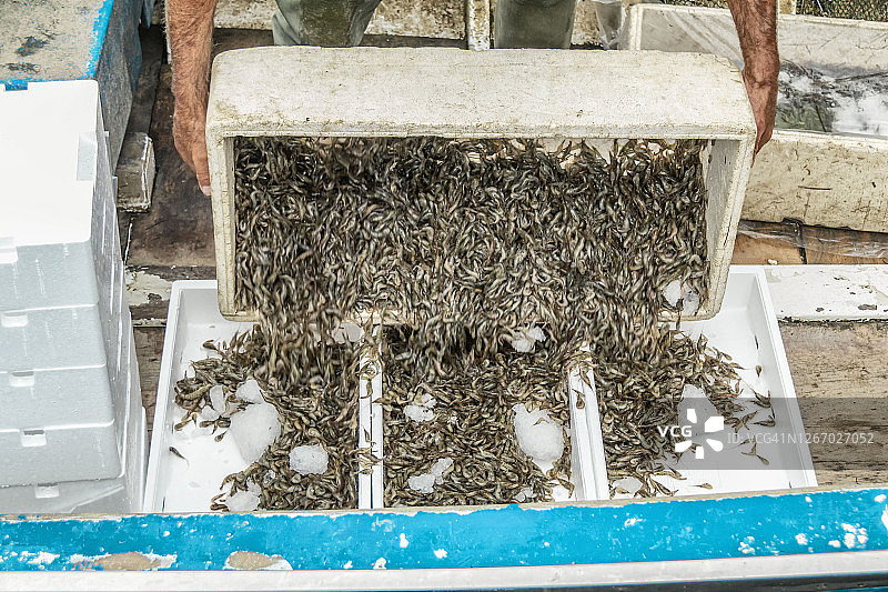 渔船上将刚捕获的虾倒入装有冰块的白色盒子里的职业渔民图片素材