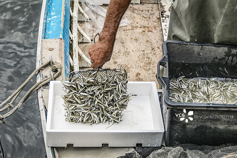 专业渔民用渔网将刚捕获的鱼转移到装有冰块的白色箱子里图片素材
